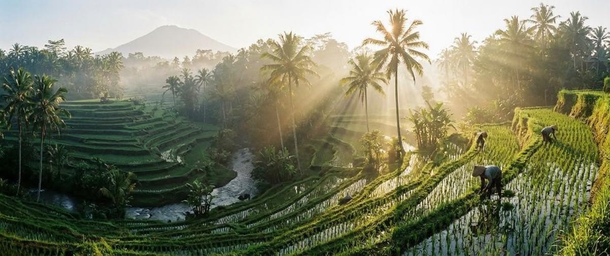 Bali rice terraces with morning sun